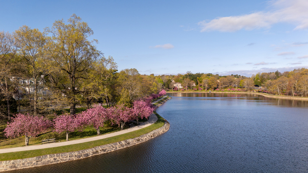 Aerial view of Brookline Reservoir with blooming pink cherry blossom trees along the shoreline path and lush green spring foliage under a blue sky Brookline Massachusetts United States. Aerial view of Brookline Reservoir with blooming pink cherry blossom trees along the shoreline path and lush green spring foliage under a blue sky Brookline Massachusetts United States.