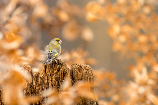 View of a European greenfinch perched on a weathered tree stump surrounded by blurred autumn foliage in Debrzno Pomeranian Voivodeship Poland.