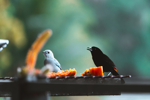 View of a blue gray tanager and a passerini s tanager eating fresh papaya on a feeder in Costa Rica.