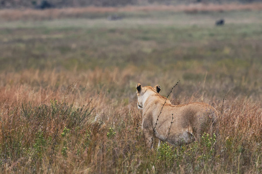 View of a lioness standing in the tall dry grass of the savanna at Welgevonden Game Reserve Waterberg District Municipality Limpopo South Africa.