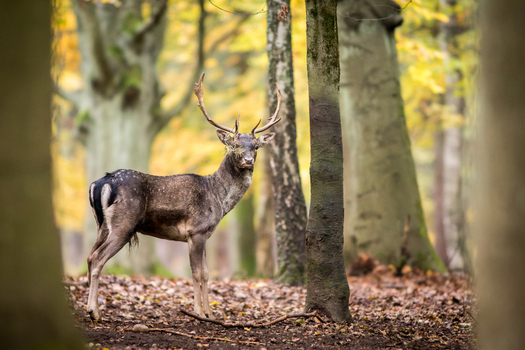 View of a fallow deer buck with antlers standing in an autumn forest with fallen leaves and trees in Debrzno Pomeranian Voivodeship Poland. View of a fallow deer buck with antlers standing in an autumn forest with fallen leaves and trees in Debrzno Pomeranian Voivodeship Poland.