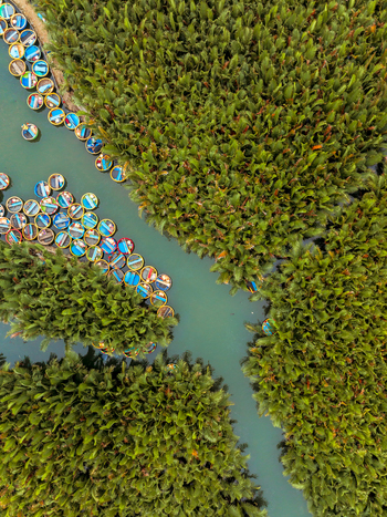Aerial view of traditional round basket boats floating in a narrow river channel surrounded by dense green nipa palm forests in Vietnam. Aerial view of traditional round basket boats floating in a narrow river channel surrounded by dense green nipa palm forests in Vietnam.