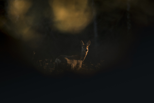 View of a roe deer standing in a field on Vormsi island at dusk illuminated by warm golden light surrounded by dark forest silhouettes in Vormsi Laane County Estonia.