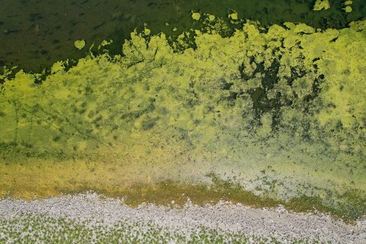 Aerial view of the Po river with green algae covering the water surface near a rocky shore in Morano sul Po Piedmont Italy. Aerial view of the Po river with green algae covering the water surface near a rocky shore in Morano sul Po Piedmont Italy.