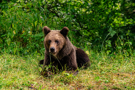 View of a brown bear resting in the lush green grass near the Transfagarasan road in Curtea de Arges Judetul Arges Romania. View of a brown bear resting in the lush green grass near the Transfagarasan road in Curtea de Arges Judetul Arges Romania.