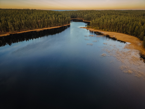 Aerial view of a pristine forest lake with calm dark water reflecting the sky surrounded by a dense evergreen pine forest in Smiltene Smiltene Municipality Latvia.
