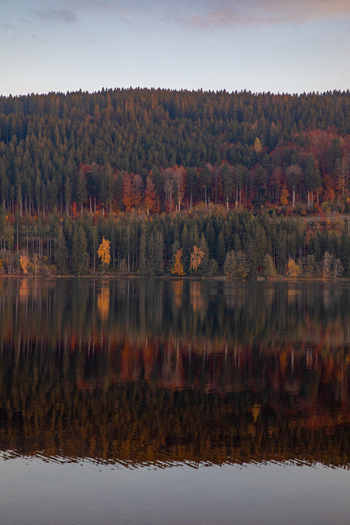 View of the calm lake reflecting the vibrant autumn colors of the dense Black Forest under a soft sky Breitnau Baden Wurttemberg Germany. View of the calm lake reflecting the vibrant autumn colors of the dense Black Forest under a soft sky Breitnau Baden Wurttemberg Germany.