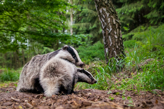 View of two badgers foraging on the forest floor surrounded by trees and green foliage in Debrzno Pomeranian Voivodeshi Poland.