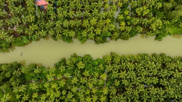 Aerial view of a winding river flowing through a dense palm tree plantation in Honnavar Karnataka India.