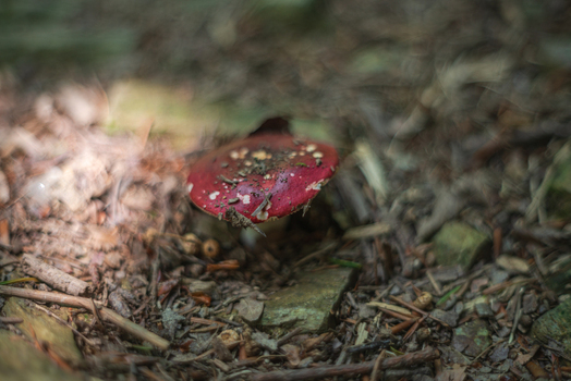 View of a red mushroom growing on the forest floor surrounded by twigs leaves and soil in Deer Park Looe Cornwall United Kingdom. View of a red mushroom growing on the forest floor surrounded by twigs leaves and soil in Deer Park Looe Cornwall United Kingdom.