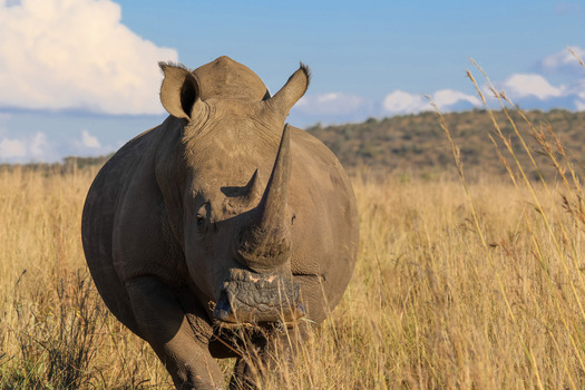 View of a white rhinoceros walking through tall dry grass in the savanna at Waterberg District Municipality Limpopo South Africa. View of a white rhinoceros walking through tall dry grass in the savanna at Waterberg District Municipality Limpopo South Africa.