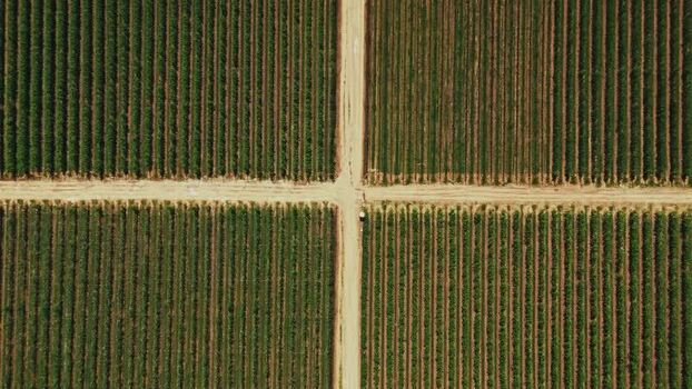 Aerial view of vineyard rows and dirt path in Mala Remeta Serbia.