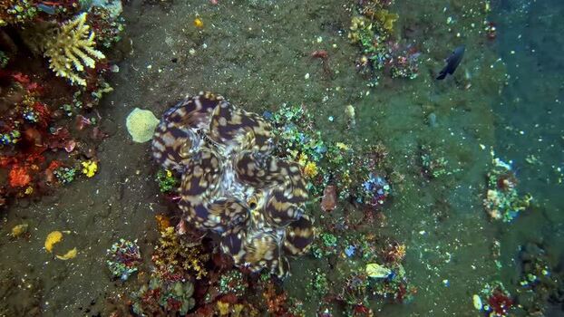 View of a giant clam on a coral reef Indonesia.