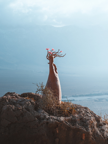 View of a blooming Desert Rose plant growing from a rocky outcrop in Socotra Yemen. View of a blooming Desert Rose plant growing from a rocky outcrop in Socotra Yemen.