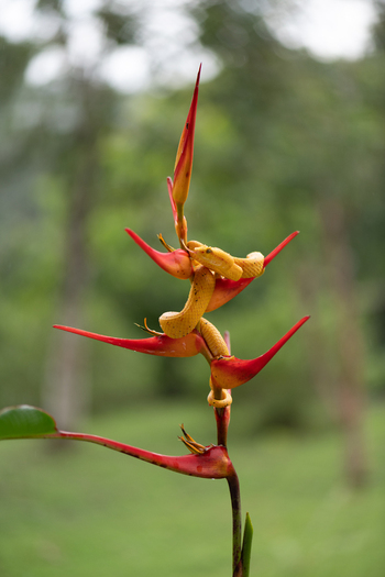 View of a yellow eyelash viper coiled on a vibrant red and yellow Heliconia flower in the rainforest of Costa Rica.