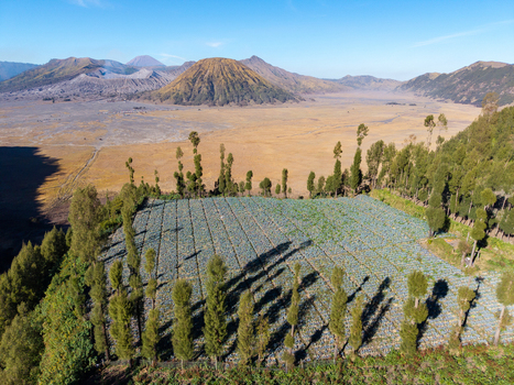 Aerial view of the vegetable fields in Cemoro Lawang surrounded by tall trees with the volcanic landscape of Mount Bromo in the background in Kecamatan Sukapura Jawa Timur Indonesia. Aerial view of the vegetable fields in Cemoro Lawang surrounded by tall trees with the volcanic landscape of Mount Bromo in the background in Kecamatan Sukapura Jawa Timur Indonesia.