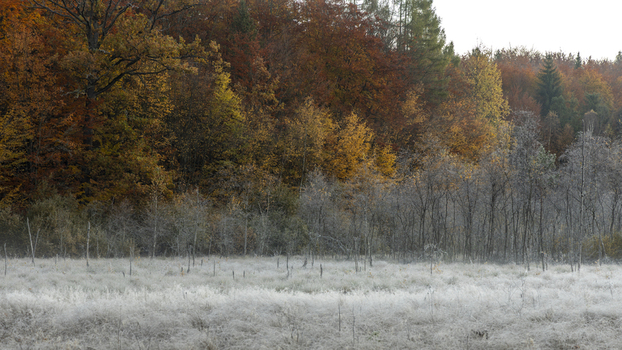 View of a frost covered meadow in front of a vibrant autumn beech forest with colorful orange and yellow foliage in Krakow Lesser Poland Voivode Poland. View of a frost covered meadow in front of a vibrant autumn beech forest with colorful orange and yellow foliage in Krakow Lesser Poland Voivode Poland.