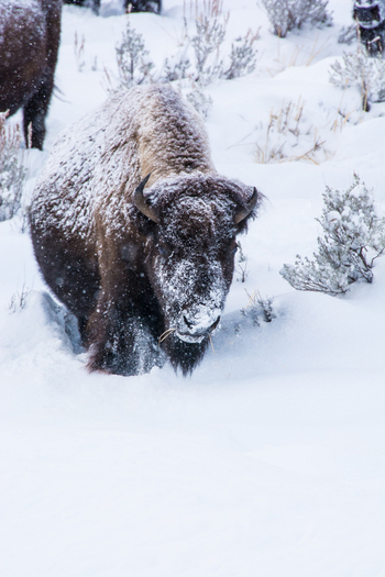 View of a bison covered in snow walking through deep snow in Yellowstone National Park United States.