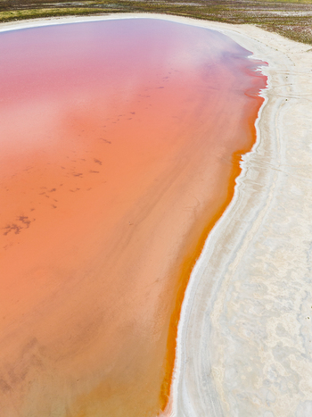 Aerial view of the vibrant pink salt lake in the Mallee region featuring a stark white salt crust shoreline and calm mineral rich water in Woorinen North Victoria Australia. Aerial view of the vibrant pink salt lake in the Mallee region featuring a stark white salt crust shoreline and calm mineral rich water in Woorinen North Victoria Australia.