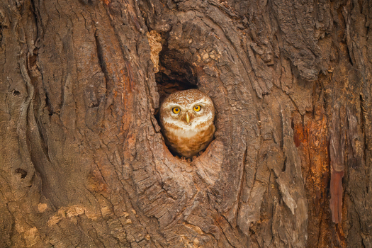 View of a spotted owlet peeking out from a hollow tree trunk with textured brown bark in Lahore Punjab Pakistan.