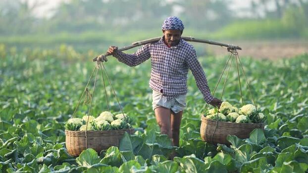 View of a farmer carrying cauliflower baskets in a field Bangladesh. View of a farmer carrying cauliflower baskets in a field Bangladesh.