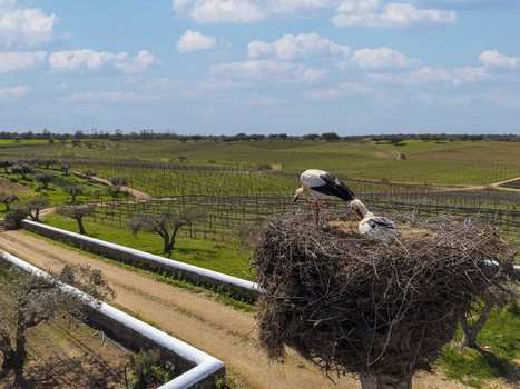 Albernoa Portugal 17 March 2026 Aerial view of storks in a large nest overlooking vast vineyards and olive groves under a cloudy blue sky. Albernoa Portugal 17 March 2026 Aerial view of storks in a large nest overlooking vast vineyards and olive groves under a cloudy blue sky.