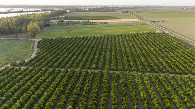 Aerial view of lush green agricultural fields and neat rows of fruit trees under a soft evening light in Coria del Rio Andalusia Spain. Aerial view of lush green agricultural fields and neat rows of fruit trees under a soft evening light in Coria del Rio Andalusia Spain.