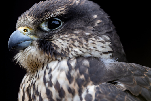 View of a majestic falcon with sharp beak and detailed plumage against a dark background in Selestat Grand Est France.