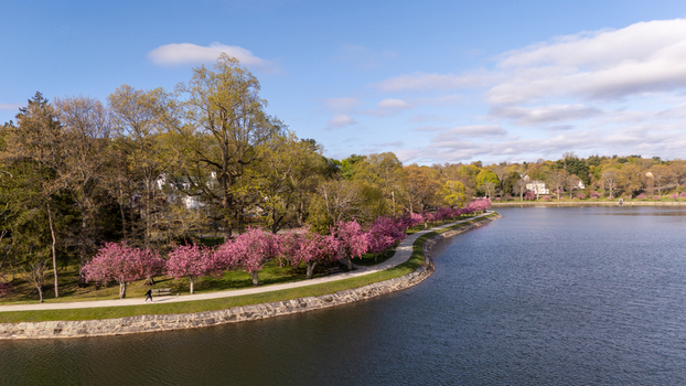 Aerial view of the Brookline Reservoir with blooming pink cherry blossoms along the walking path and stone wall in Brookline Massachusetts United States. Aerial view of the Brookline Reservoir with blooming pink cherry blossoms along the walking path and stone wall in Brookline Massachusetts United States.