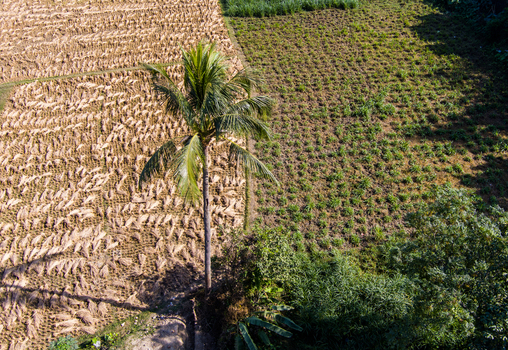 Aerial view of a tall palm tree standing between a harvested field with dried crops and a patch of green vegetation in Rajshahi Rajshahi Division Bangladesh.