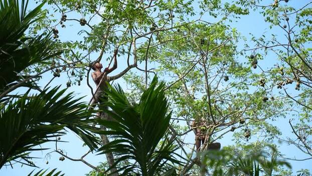 View of a man harvesting hog plums from a tall tree Bangladesh. View of a man harvesting hog plums from a tall tree Bangladesh.