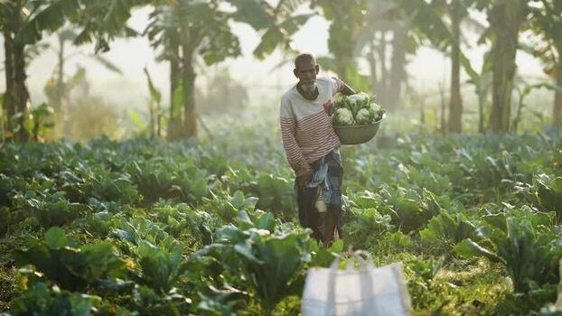 View of a farmer carrying harvested cauliflowers Bangladesh. View of a farmer carrying harvested cauliflowers Bangladesh.