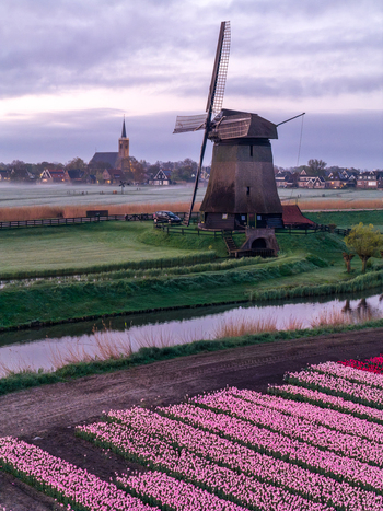 Aerial view of traditional windmills bovenmolen G along a canal with sheep grazing in green pastures and vibrant tulip fields under a cloudy sky in Schermerhorn Netherlands. Aerial view of traditional windmills bovenmolen G along a canal with sheep grazing in green pastures and vibrant tulip fields under a cloudy sky in Schermerhorn Netherlands.
