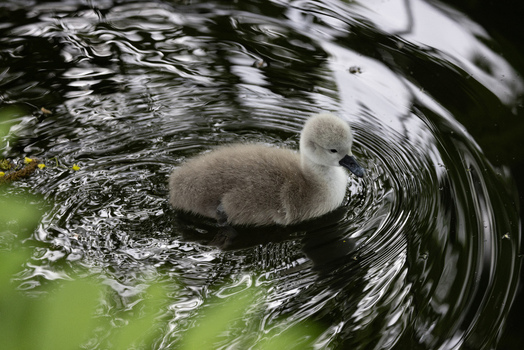 View of a fluffy grey cygnet swimming on dark water with circular ripples Mulhouse Grand Est France.