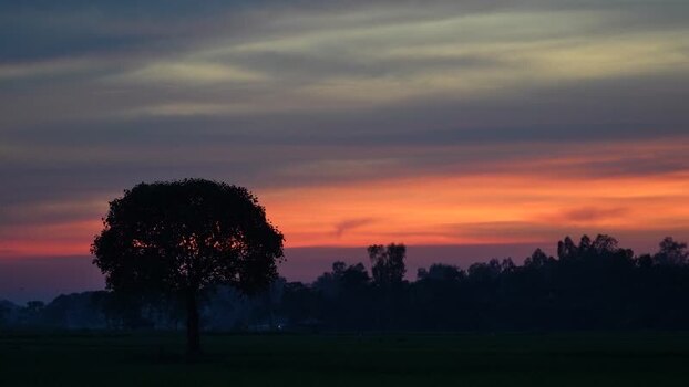 View of a tree silhouette against a sunset sky Bangladesh.