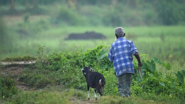 View of an elderly man walking with a goat in a rural field Bangladesh.