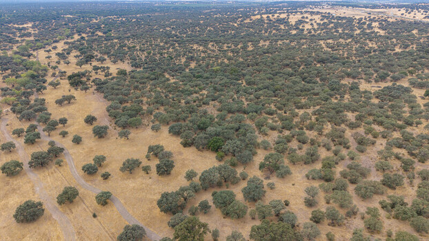 Aerial view of the vast dehesa landscape with scattered oak trees and dirt paths across the dry grassy plains in Navalmoral de la Mata Extremadura Spain.