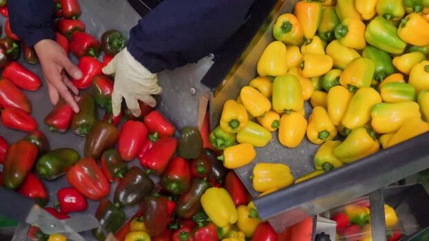 View of worker sorting bell peppers on a conveyor belt in Mexico.