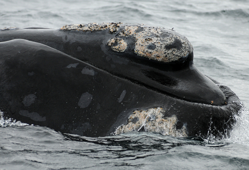 View of a Southern Right Whale head with prominent callosities emerging from the ocean surface near Puerto Piramides in Puerto Madryn Chubut Argentina. View of a Southern Right Whale head with prominent callosities emerging from the ocean surface near Puerto Piramides in Puerto Madryn Chubut Argentina.