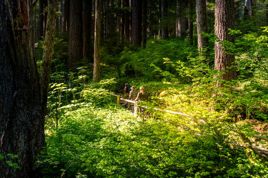 View of hikers walking along a trail surrounded by lush green foliage and towering evergreen trees in Olympic National Park in Port Angeles Washington United States.