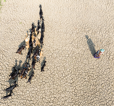 Aerial view of a shepherd and goats traversing the parched cracked earth under the harsh sun casting long shadows Sirajganj Rajshahi Division Bangladesh. Aerial view of a shepherd and goats traversing the parched cracked earth under the harsh sun casting long shadows Sirajganj Rajshahi Division Bangladesh.