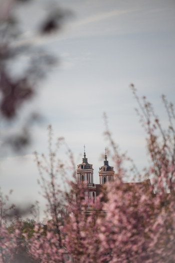 View of the twin towers of a baroque church framed by blooming pink cherry blossoms under a soft spring sky Vilnius Vilnius County Lithuania. View of the twin towers of a baroque church framed by blooming pink cherry blossoms under a soft spring sky Vilnius Vilnius County Lithuania.