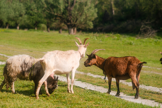View of goats and a sheep grazing in a lush green pasture with trees in the background Futog Vojvodina Serbia. View of goats and a sheep grazing in a lush green pasture with trees in the background Futog Vojvodina Serbia.