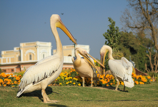 View of three white pelicans standing on a green lawn with bright orange marigold flowers and a historic building in the background in Bahawalpur Punjab Pakistan. View of three white pelicans standing on a green lawn with bright orange marigold flowers and a historic building in the background in Bahawalpur Punjab Pakistan.