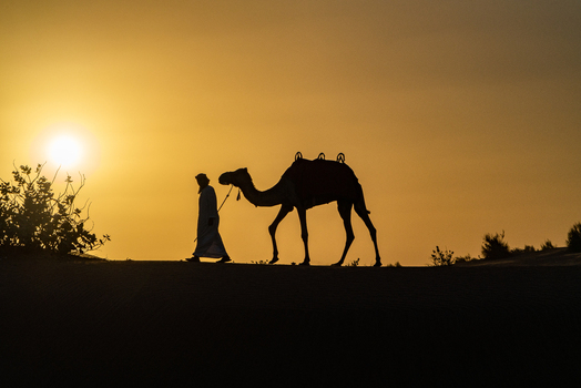 View of a man in traditional attire leading a camel across the desert dunes during a golden sunset in Dubai Dubai United Arab Emirates. View of a man in traditional attire leading a camel across the desert dunes during a golden sunset in Dubai Dubai United Arab Emirates.