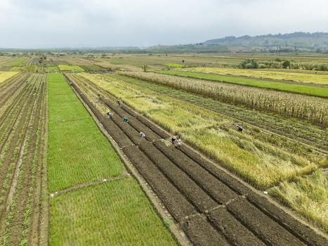 Aerial view of farmers work the land their figures small against the vast patchwork of green and brown fields under the soft light Kendal Central Java Indonesia. Aerial view of farmers work the land their figures small against the vast patchwork of green and brown fields under the soft light Kendal Central Java Indonesia.
