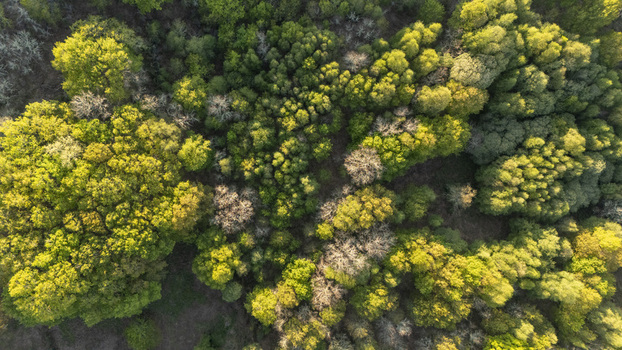 Aerial view of a dense forest canopy with lush green and yellow foliage under bright sunlight in Ourense Province of Ourense Spain. Aerial view of a dense forest canopy with lush green and yellow foliage under bright sunlight in Ourense Province of Ourense Spain.
