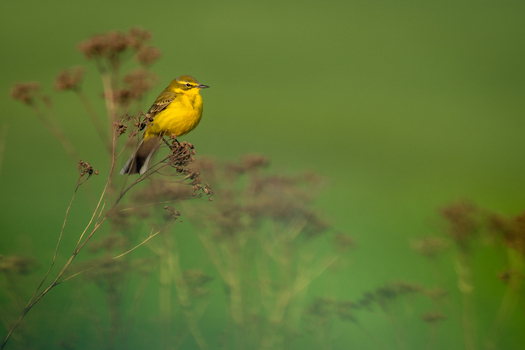 View of a yellow wagtail bird perched on a dried plant stem against a soft focus green meadow background in Debrzno Pomeranian Voivodeship Poland.