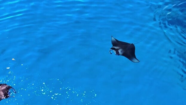Aerial view of a manta ray in the ocean Maldives. Aerial view of a manta ray in the ocean Maldives.