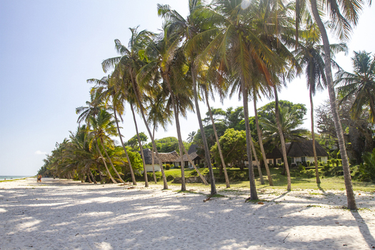 View of Tiwi Beach with tall palm trees leaning over the white sand and thatched roof bungalows under a clear blue sky in Tiwi Wilaya ya Kwale Kenya. View of Tiwi Beach with tall palm trees leaning over the white sand and thatched roof bungalows under a clear blue sky in Tiwi Wilaya ya Kwale Kenya.